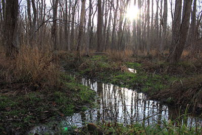 Wetland on Newly Acquired Confluence Property_opt