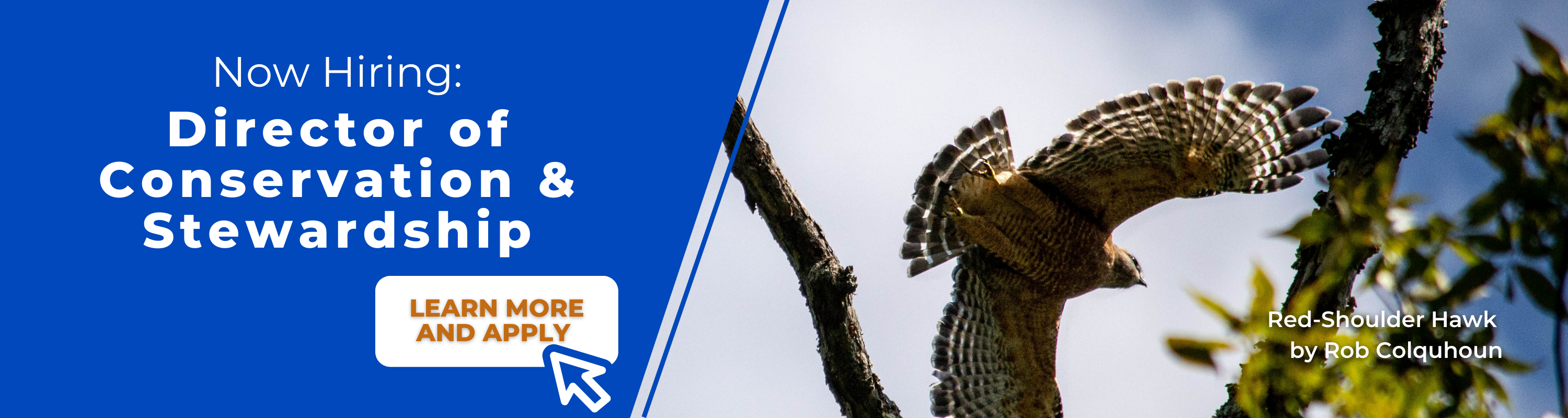 The text, "Now Hiring: Director of Conservation and Stewardship. Learn more and apply." and a photograph of a red-shouldered hawk flying over tree branches, taken from below.