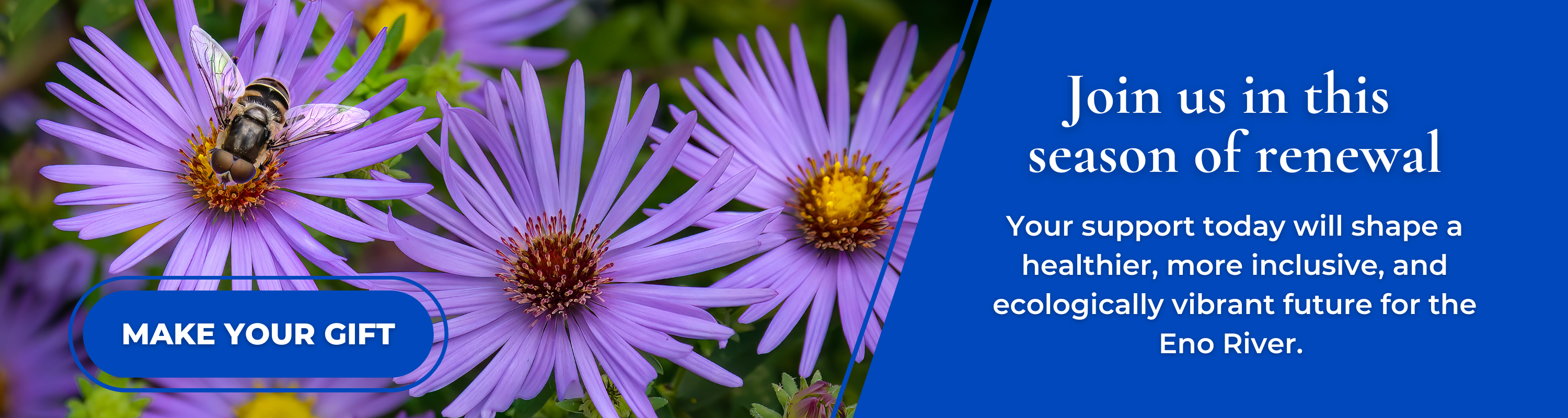 A close-up photo of a drone fly resting on a cluster of purple asters. Join us in this season of renewal: Your support today will shape a healthier, more inclusive, and ecologically vibrant future for the Eno River.