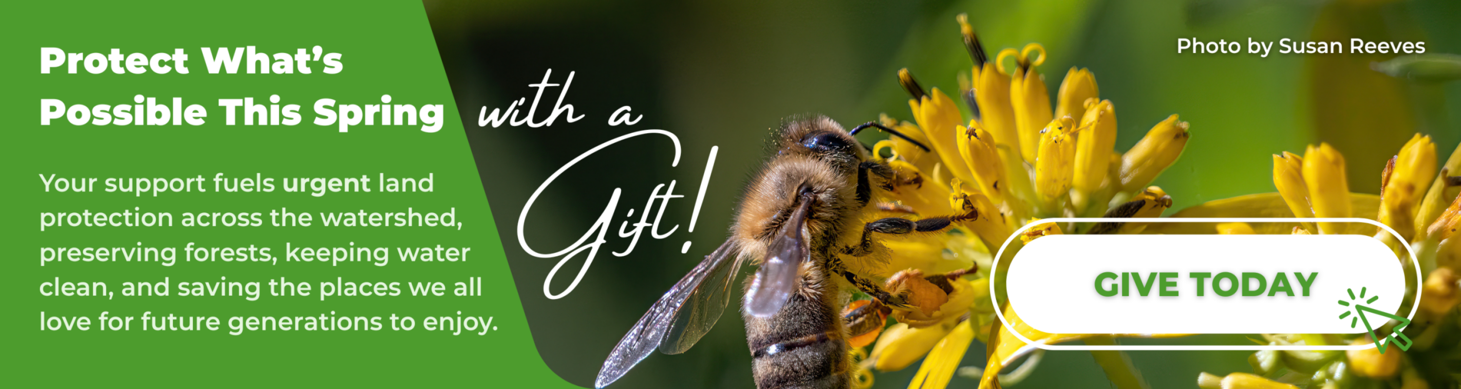 Protect what's possible this spring with a gift! Your support fuels urgent land protection across the watershed, preserving forests, keeping water clean, and saving the places we all love for generations to enjoy. Click here to give today! Photo of a busy bee pollinating bright yellow blooms on a sunny day by Susan Reeves.