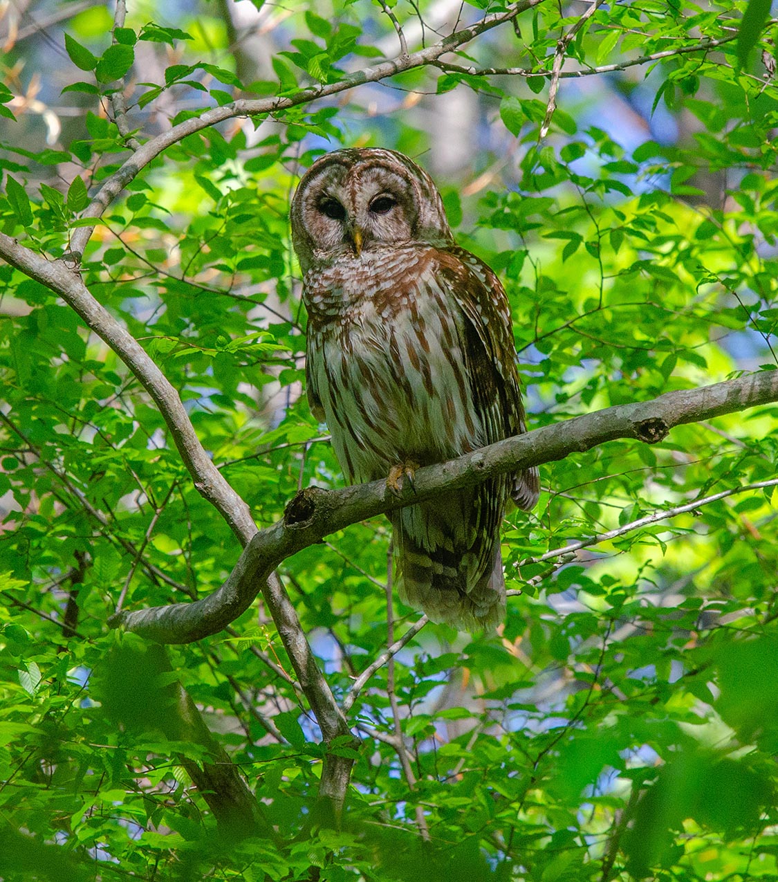 NotSoSpooky Owls of the Eno Eno River Association