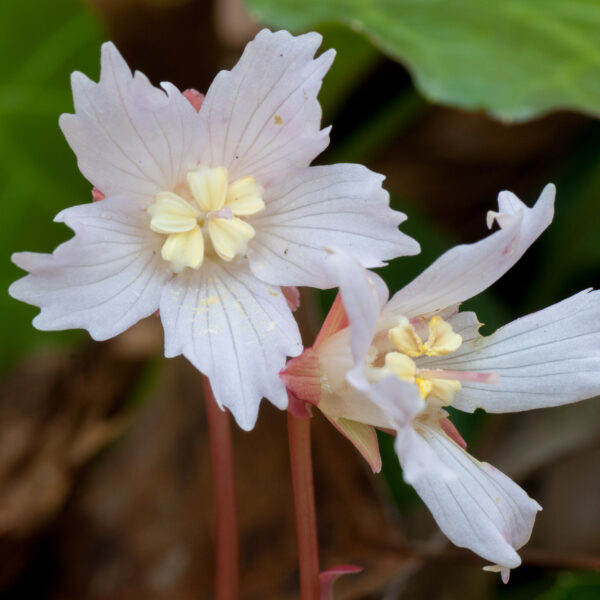 A close-up photograph of two Oconnee Bell flowers. The flowers are pinkish-white with five frilled outer petals, five yellow inner petals, and grow from a reddish stem.