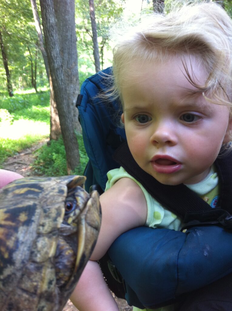 Photo Ryan's daughter as a toddler reaching for a box turtle.