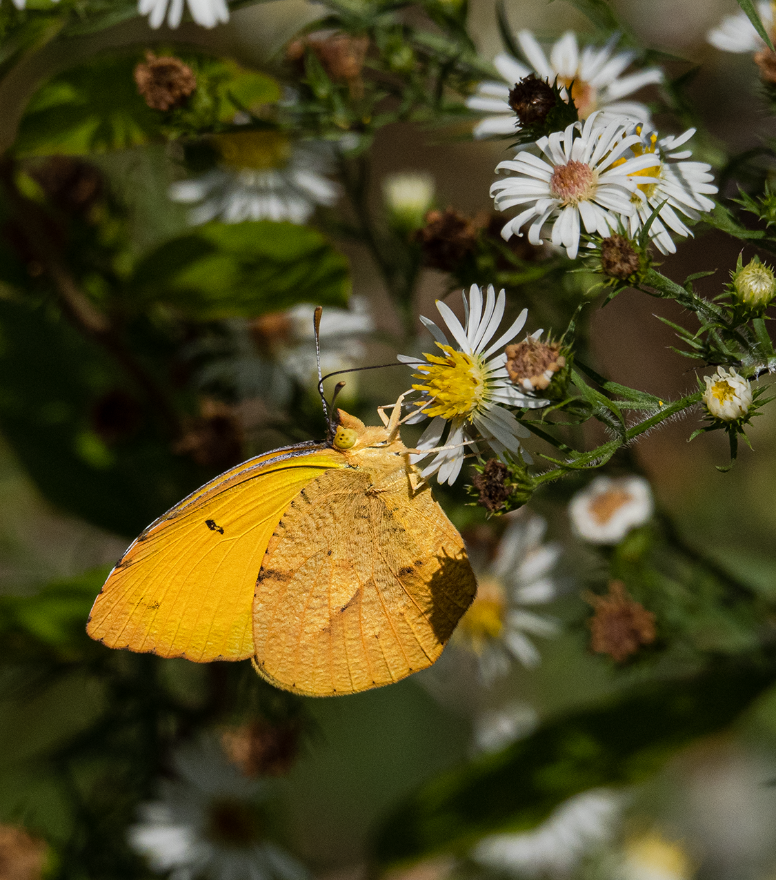 A close-up photograph of a yellow sulphur butterfly at the Confluence.
