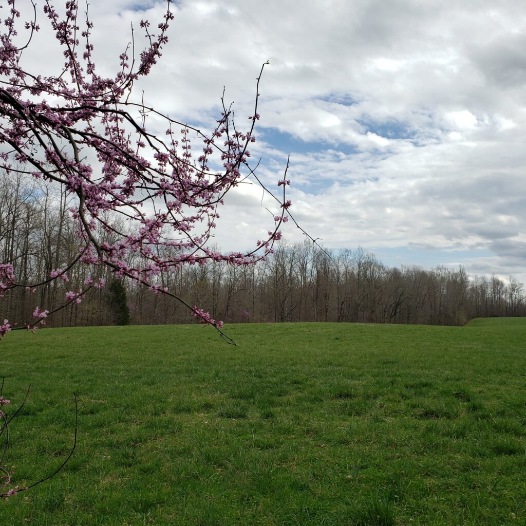 A photo of a green grassy field at the Confluence with partly cloudy skies in the background and a branch of a blooming Eastern red bud tree in the foreground.