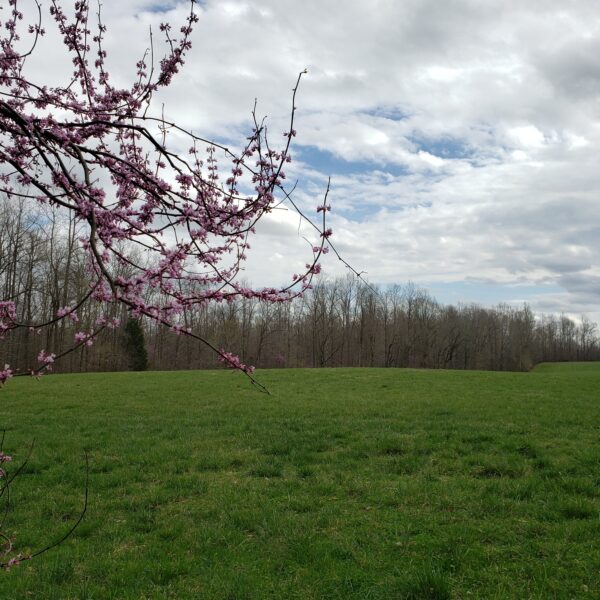 A photo of a green grassy field at the Confluence with partly cloudy skies in the background and a branch of a blooming Eastern red bud tree in the foreground.