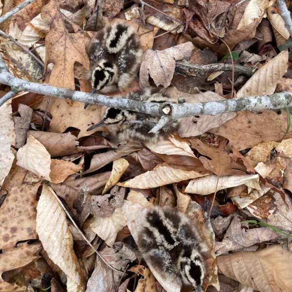 Three woodcock chicks camouflaged in leaf debris.