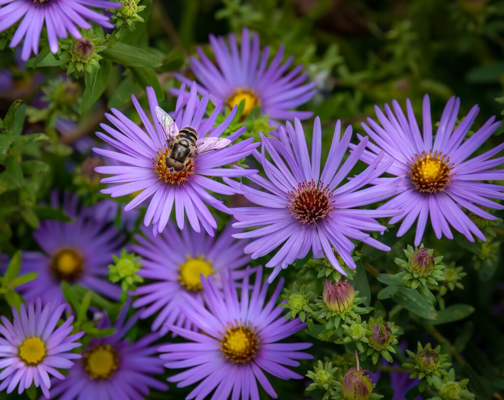 A close-up photograph of a drone fly perched on a cluster of purple asters.