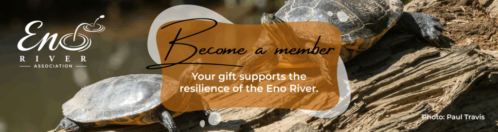 Two box turtles facing each other on a log with the text: Become a member: Your gift supports the resilience of the Eno River.