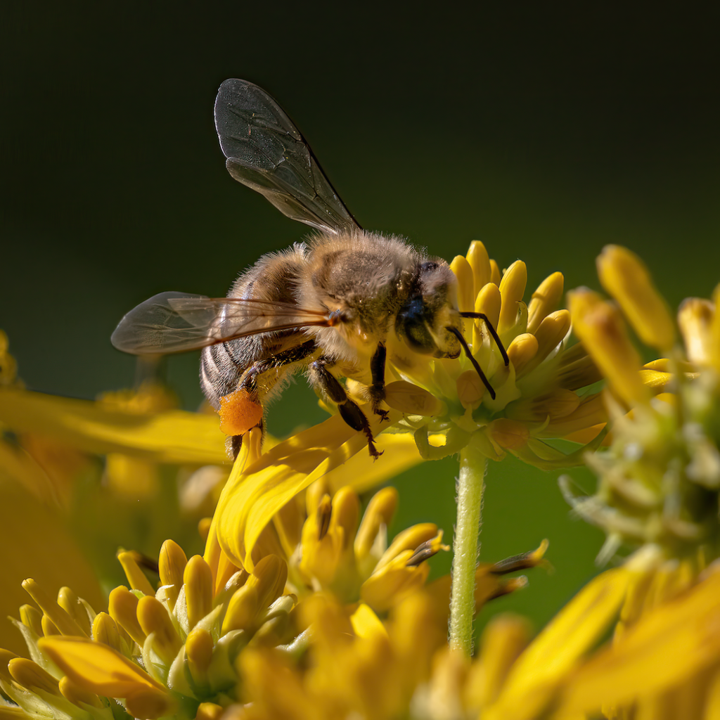 A bee basking in the sunshine and spreading its pocket of pollen among a tuft of beautiful yellow flowers.
