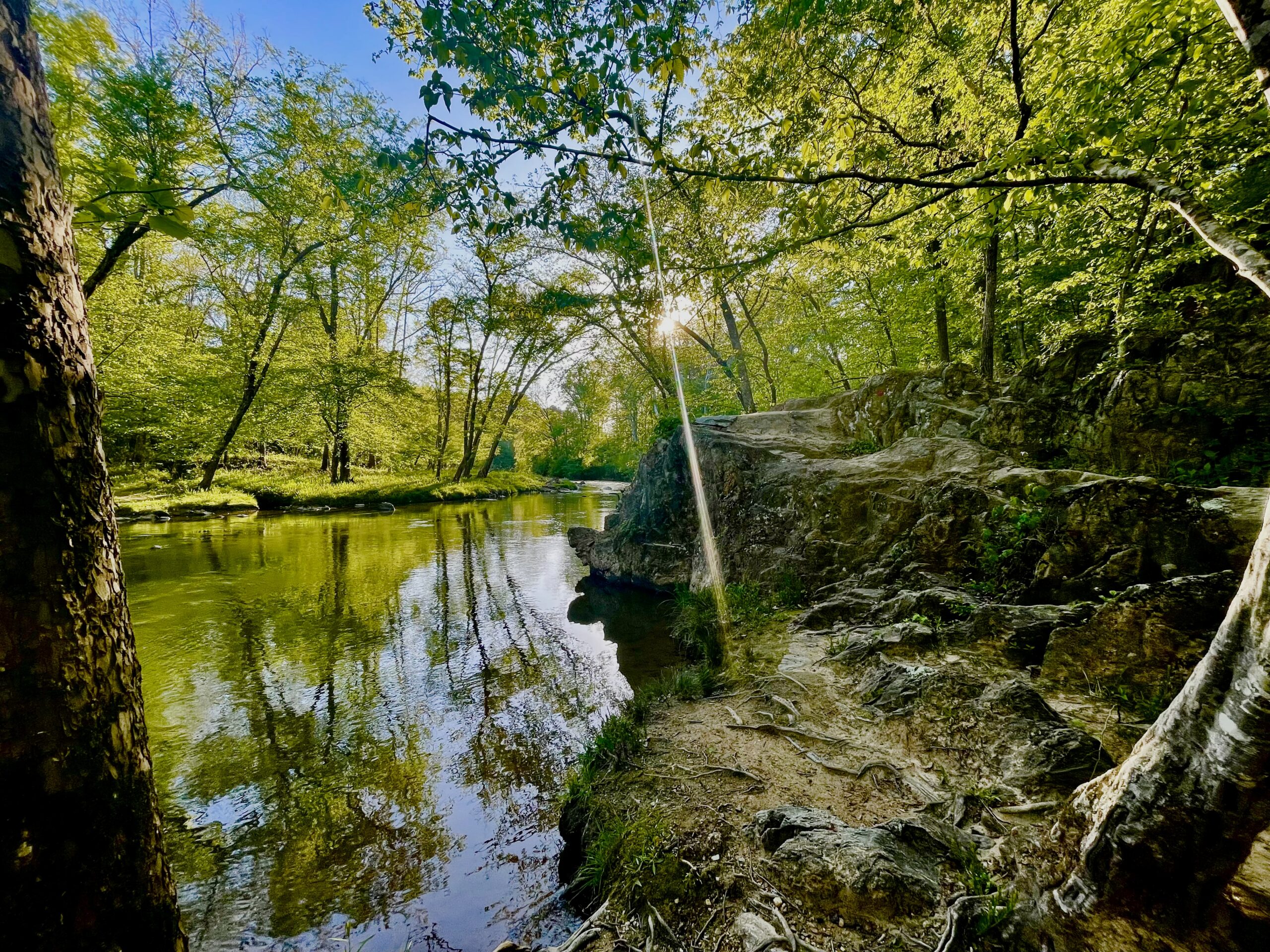 Bright green trees and grasses flourish across from a rocky trail bordering a calm section of the Eno river.