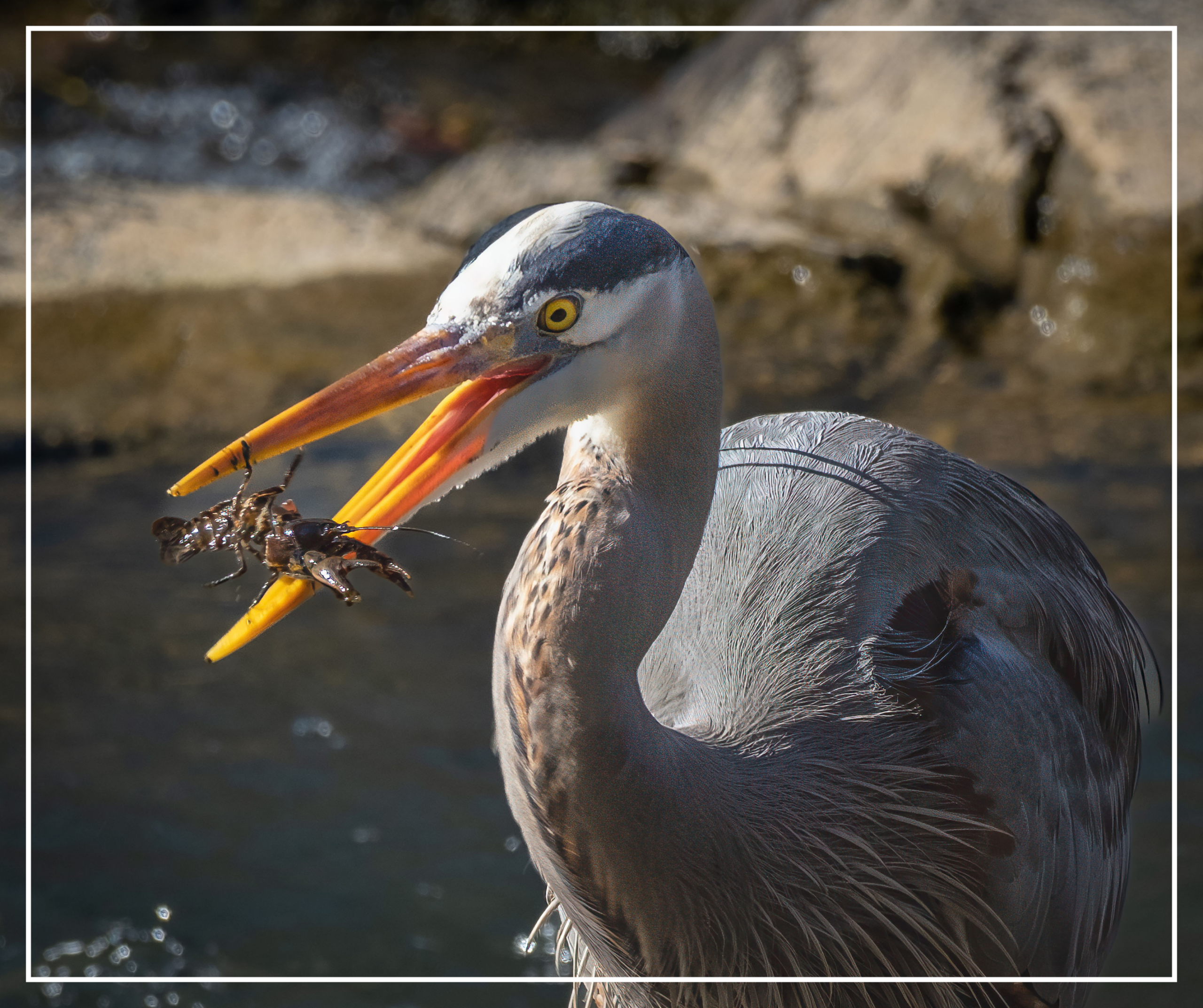 A blue heron catches a crawfish. 