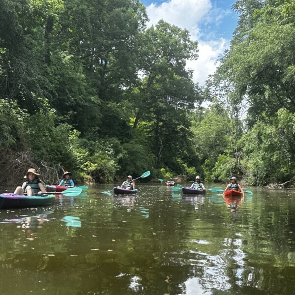 ERA Staff members paddle kayaks down the Eno River on a clear day with blue skies through green trees beneath Occoneechee Mountain.