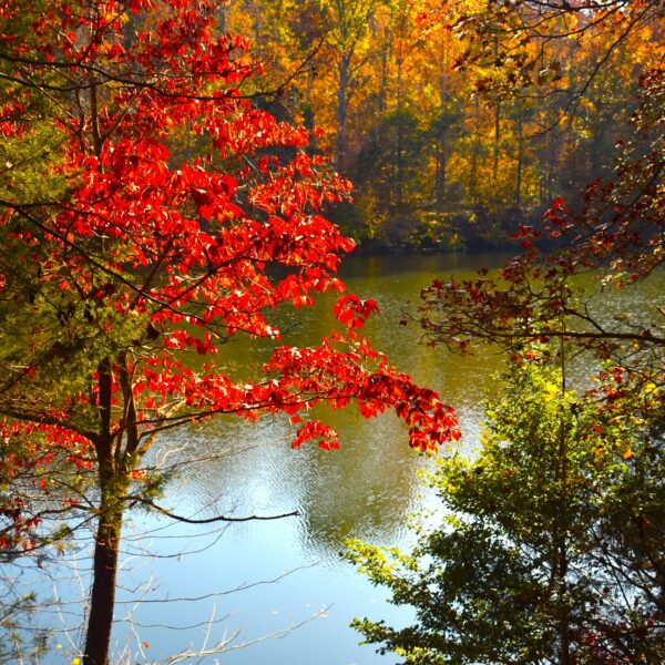 A view of the Eno River Quarry reflecting a Fall tree line in the background, obstructed in part in the foreground by a red maple tree with its leaves illuminated by the sun on the left and other trees in shadow on the right.