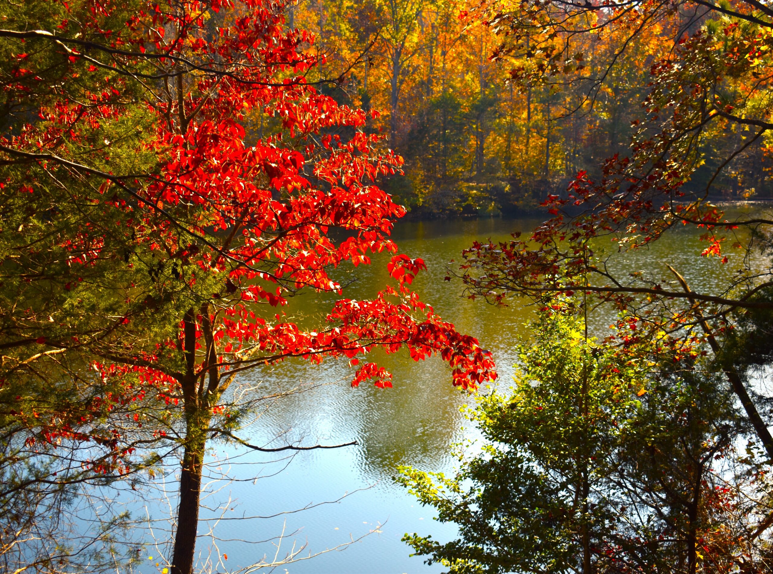 A view of the Eno River Quarry reflecting a Fall tree line in the background, obstructed in part in the foreground by a red maple tree with its leaves illuminated by the sun on the left and other trees in shadow on the right.